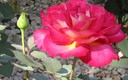 rosas