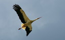 Por San Blas la cigüeña verás