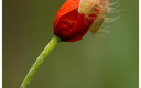 Amapolas