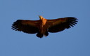 Paseando en primavera (Aves)