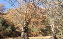 Soto de castaños en otoño