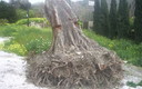 ARBOL CAIDO