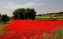 Campo de Amapolas
