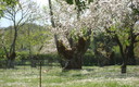 La primavera en Galaroza
