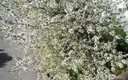 Llega la primavera al convento de Samos