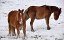 INVIERNO CANTABRO