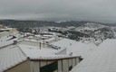 Morella nevada