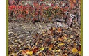 Otoño en el  parque -Mollet del Valles