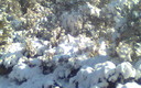 nevada