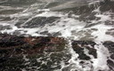 Calamajor