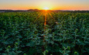 El atardecer de un girasol de girasoles