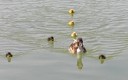 Mamá pato y sus patitos