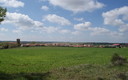 ciruelos de cervera