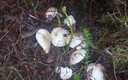 perretxikos de primavera