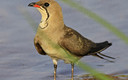 Canastera