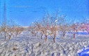 Almendros nevados