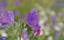 FLORES SILVESTRES
