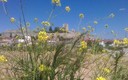 primavera