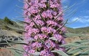 CUMBRES DE LA PALMA EN FLOR