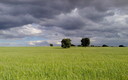 La siembra