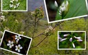 Primavera en las Merindades II