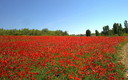 que en primavera