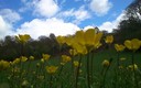 flores de primavera