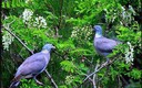 Palomas tipo standard