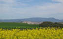 campos de colza