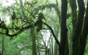 Laurisilva higrófila envuelta en niebla húmeda y una pertinaz llovizna en la mejor reserva de...