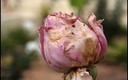 Simplemente flores