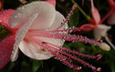 Gotas mágicas III