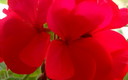 FLORES PARA TODAS LAS MADRES