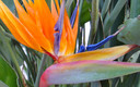 flor tropical cuyo nombre desconozco