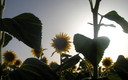 GIRASOLES