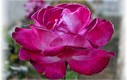 La vida es una Rosa...