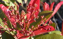 Para gustos ... los colores y las flores 2ª parte