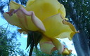 Desde mi jardín