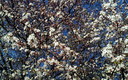 Primavera