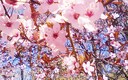 Frutal en flor