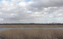 Patos y tablas de daimiel