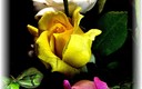 Tres Rosas... Tres.