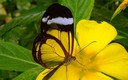 mariposas I