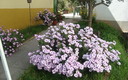 MI JARDIN