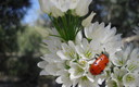 mariquita