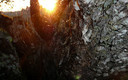 Atardecer en Sierra Morena
