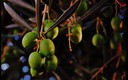 Arboles