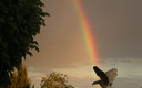ARCO IRIS  DESDE MI CASA