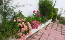 Flores y rosas de primavera. Cútar