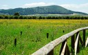 Un paseo por la primavera III